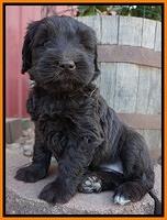 Bess Bronson pups 6 wks old 351
