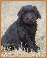 Bess Bronson pups 7 wks old 351