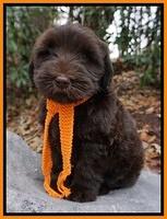 Bess Bronson pups 8 wks old 181