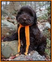 Bess Bronson pups 8 wks old 191