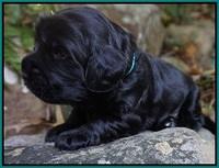 Bess Bronson Pups 2 wks old 151