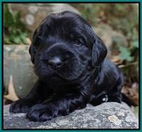 Bess Bronson Pups 2 wks old 161