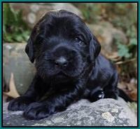 Bess Bronson Pups 2 wks old 171