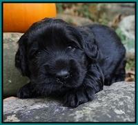 Bess Bronson pups 3 wks old 251