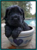Bess Bronson pups 4 wks old 251
