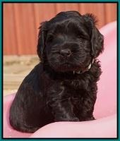 Bess Bronson pups 5 wks old 251