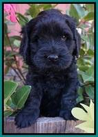 Bess Bronson pups 5 wks old 261