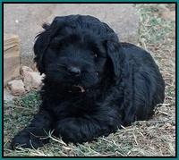 Bess Bronson pups 6 wks old 391