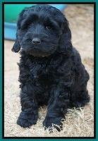 Bess Bronson pups 7 wks old 411