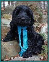 Bess Bronson pups 8 wks old 211
