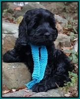 Bess Bronson pups 8 wks old 221