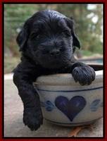 Bess Bronson pups 4 wks old 171