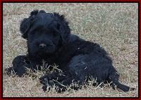 Bess Bronson pups 6 wks old 201