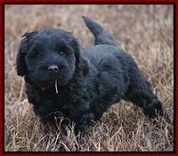 Bess Bronson pups 7 wks old 211