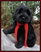 Bess Bronson pups 8 wks old 1263