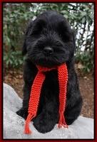 Bess Bronson pups 8 wks old 2263