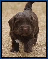 Cherie Ficker Reecey pups 5 wks old 31