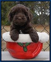 Cherie Flicker Reecey pups 6 wks old21