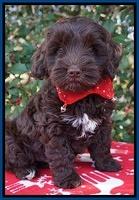 Cherie Flicker Reecey pups 7 wks old 21