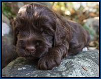 Cherie Flicker pups 3 wks old 11