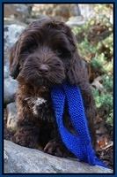 Cherie Flicker pups 8 wks old 321