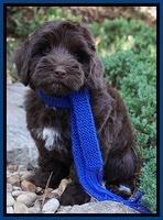 Cherie Flicker pups 8 wks old 351