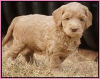 Cherie Ficker Reecey pups 5 wks old 41