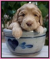 Cherie Flicker Reecey pups 4 wks old 61