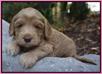 Cherie Flicker Reecey pups 4 wks old 81