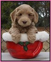 Cherie Flicker Reecey pups 6 wks old51