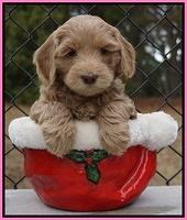 Cherie Flicker Reecey pups 6 wks old71