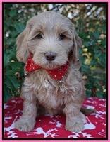 Cherie Flicker Reecey pups 7 wks old 51