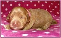 Cherie Flicker pups 1 wk old 41