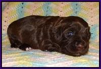 Cherie Flicker Reecey pups 2 wks old 61