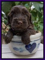 Cherie Flicker Reecey pups 4 wks old 101