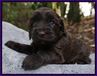 Cherie Flicker Reecey pups 4 wks old 121