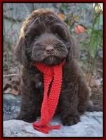Hoover Family: Lucky