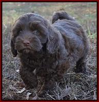 Cherie Flicker Reecey pups 7 wks old 181