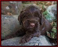 Cherie Flicker pups 3 wks old 61