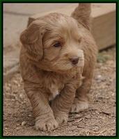 Cherie Ficker Reecey pups 5 wks old 171