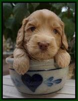 Cherie Flicker Reecey pups 4 wks old 181