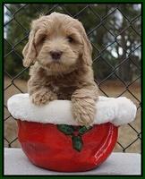 Cherie Flicker Reecey pups 6 wks old151