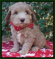 Cherie Flicker Reecey pups 7 wks old 201