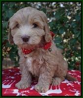 Cherie Flicker Reecey pups 7 wks old 211