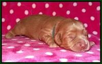 Cherie Flicker pups 1 wk old 121