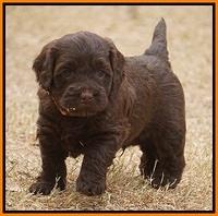 Cherie Ficker Reecey pups 5 wks old 221