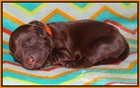 Cherie Flicker Reecey newborn 111