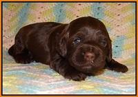 Cherie Flicker Reecey pups 2 wks old 111