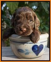 Cherie Flicker Reecey pups 4 wks old 241