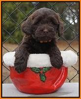 Cherie Flicker Reecey pups 6 wks old191